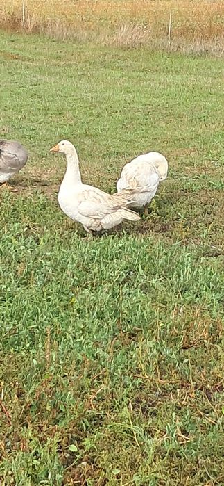 Gaste de  carne de un an.De  vânzare