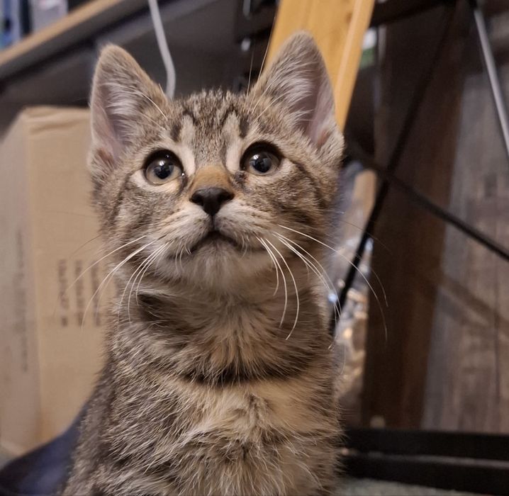 Spre adoptie pisoi  (motanel) 3luni