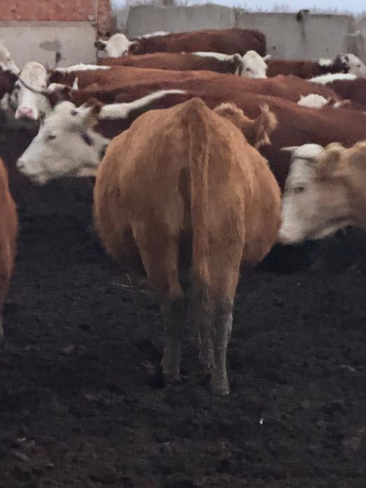 Продам на согым телок кашар жирные!