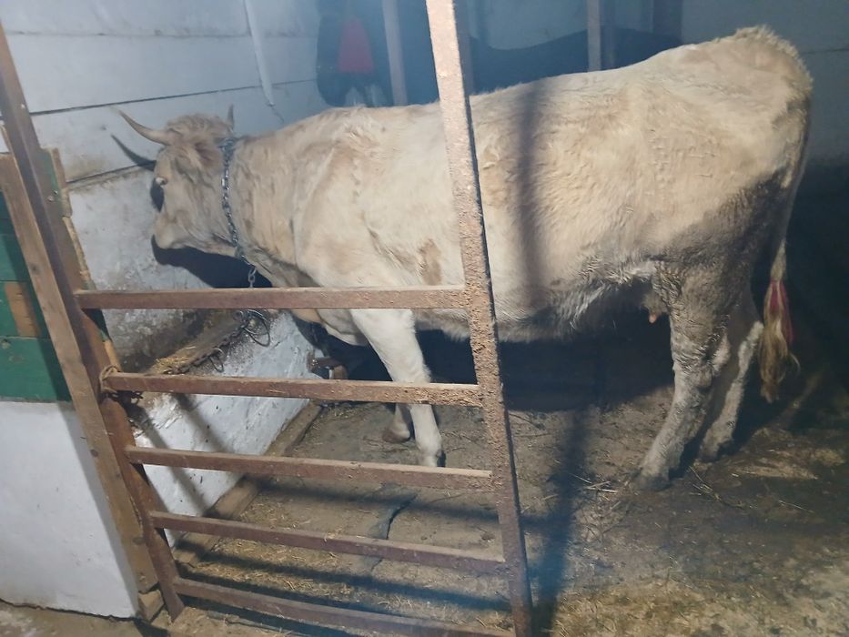 Vacă de vânzare.