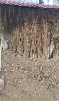 puieți de salcâm pentru împădurirea terenurilor degradate, agricole