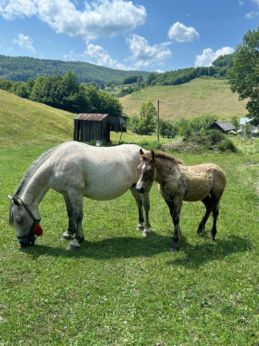 Iapa de 6 ani cu mânză de patru luni, din armasar ardenez !