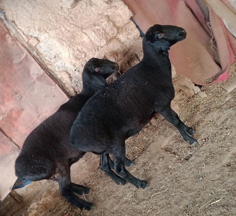 Qo'chqo'r Chirchiq 4mln DOSTAVKA si bor tekin