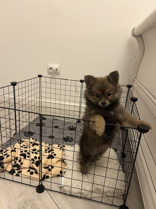 Vând pui Spitz Pomeranian