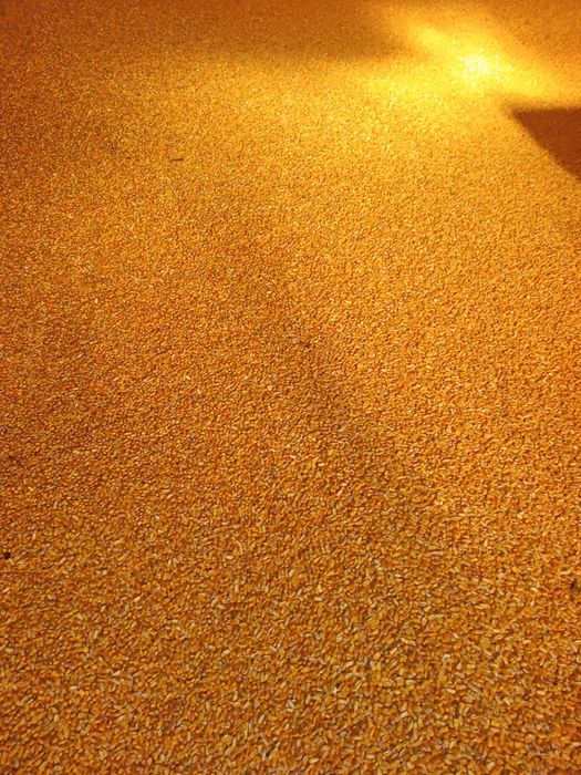 Vând Porumb boabe recolta 2025