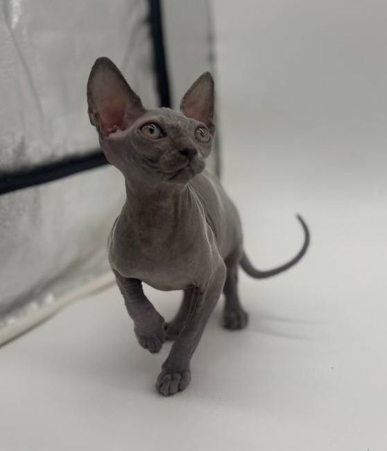 Котята Канадского Сфинкса