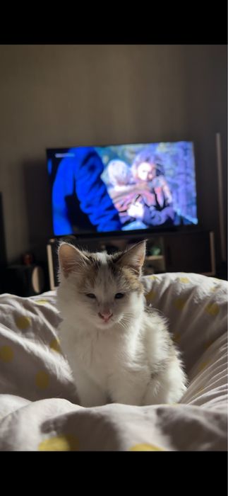 Котенок девочка  !