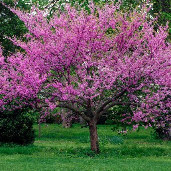 Cercis Oklahoma ..
