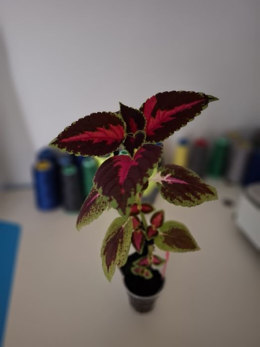 колеус другие цветы продаётся