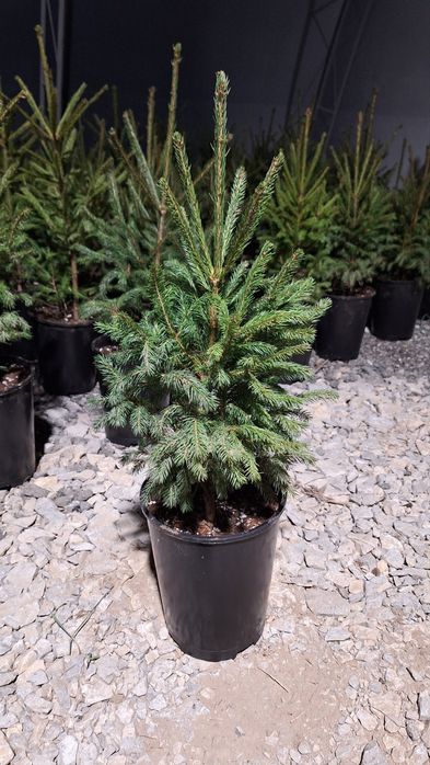 Коледна елха - истинска!