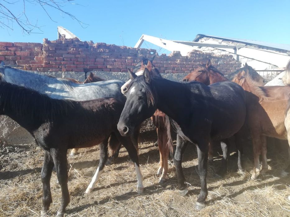 Кобыла с жеребёнком