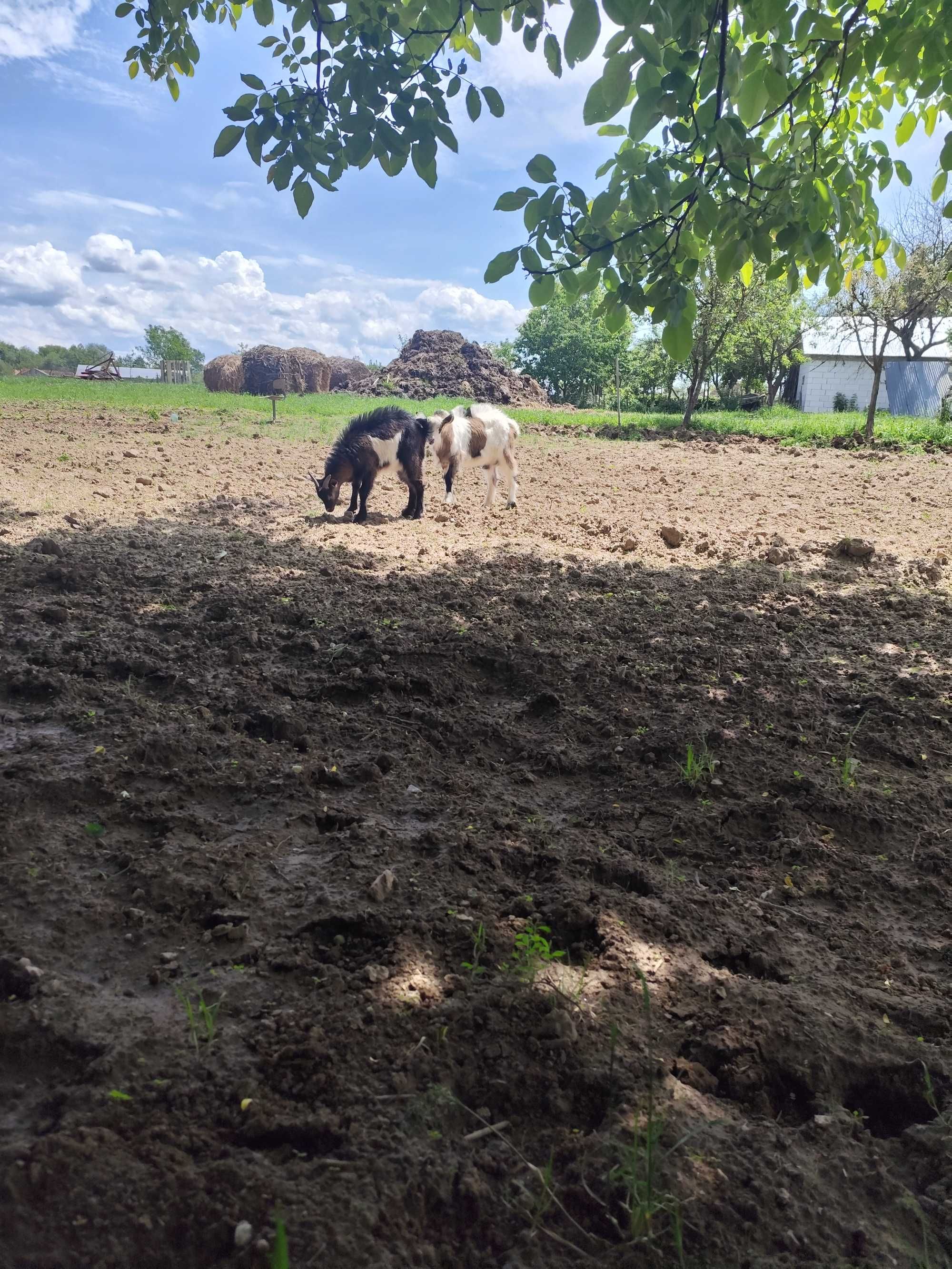 Un ieduț din doi de vanzare