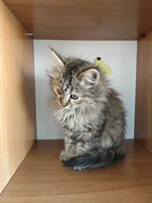 Продается очаровательный котенок породы Мейн-кун (Maine coon)