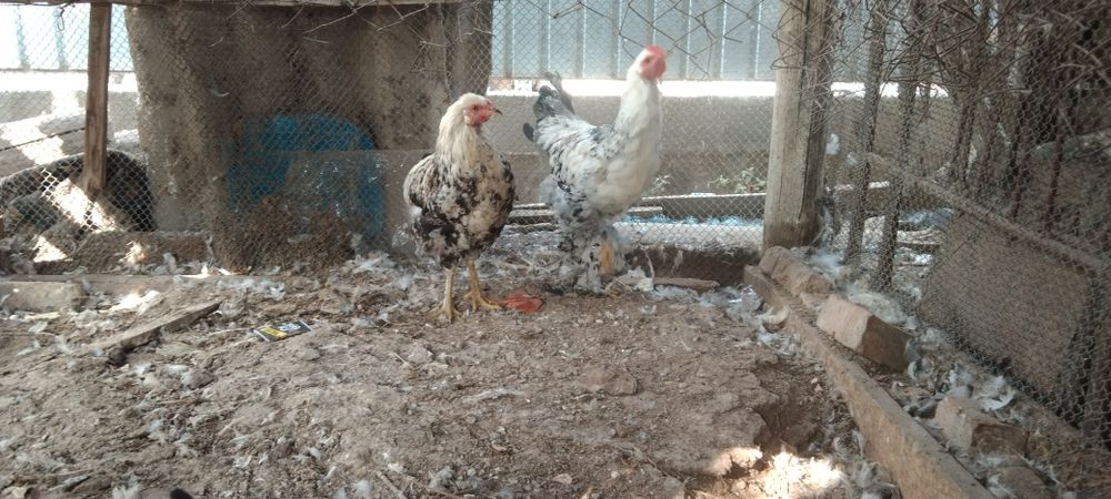 Сатыладыыыыыыыыы