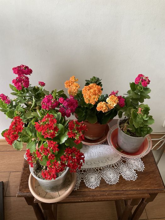 Aloe vera,yucca,calanchoe,suporturi pentru ghivece,muscate