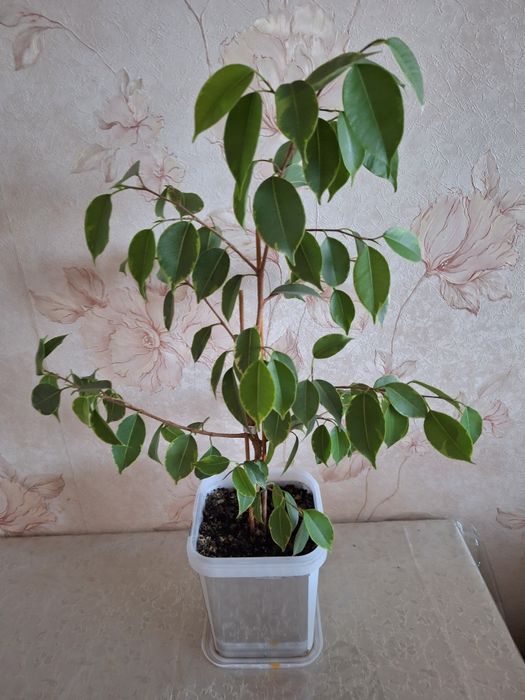 Фикус бенджамина