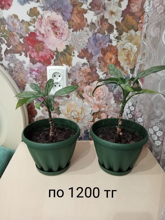 Комнатные цветы.Продам срочно.