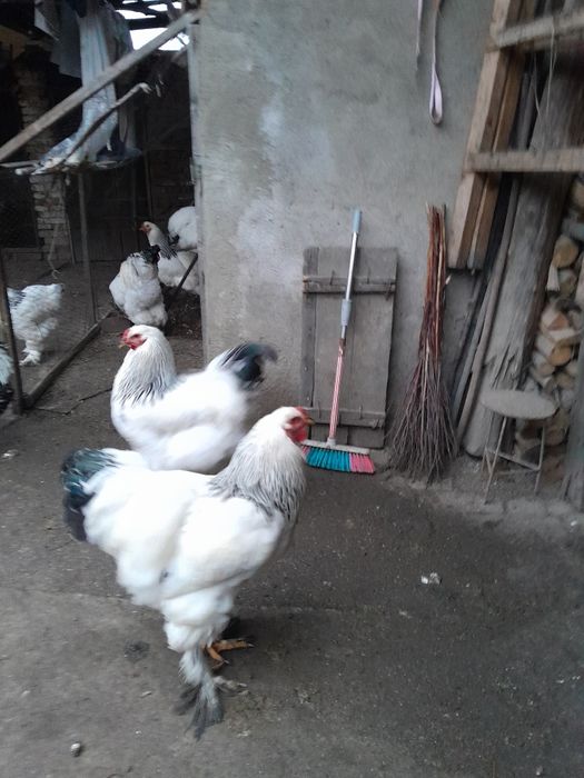 Vând cocosi brahman deschis