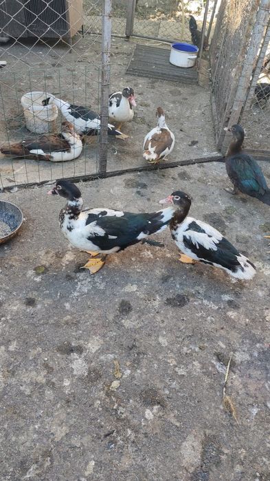 Vând rațe mute (leșești)