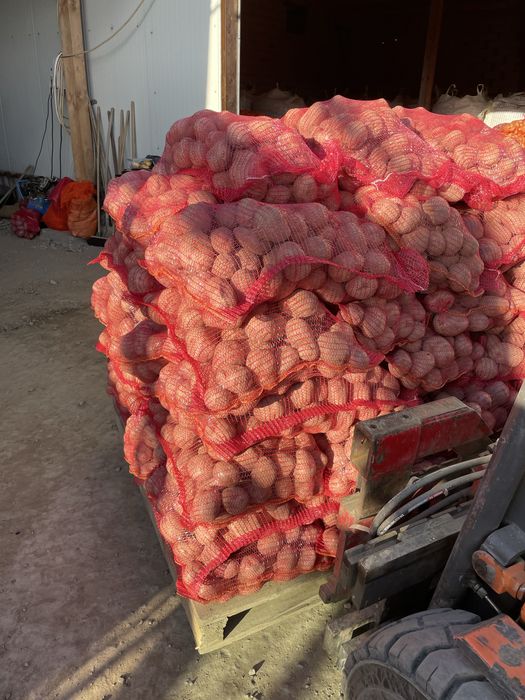 Cartofi pentru TARABA