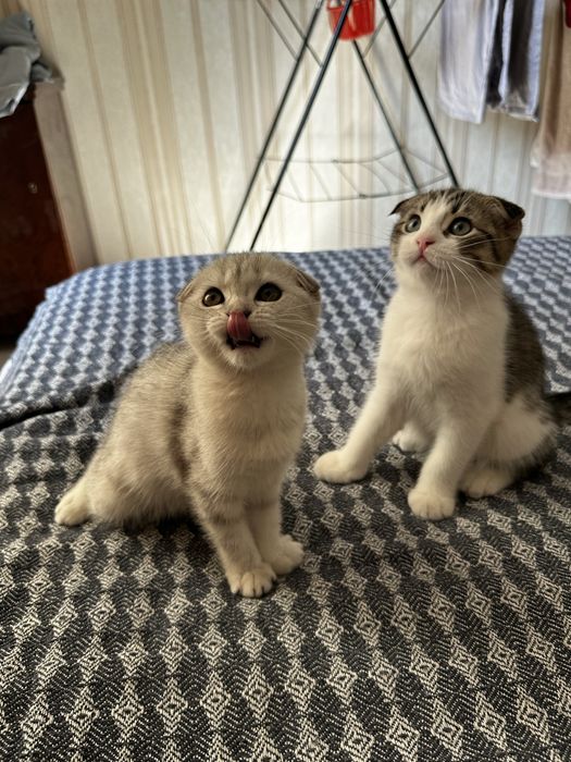 Продается котенок скотиш фолд