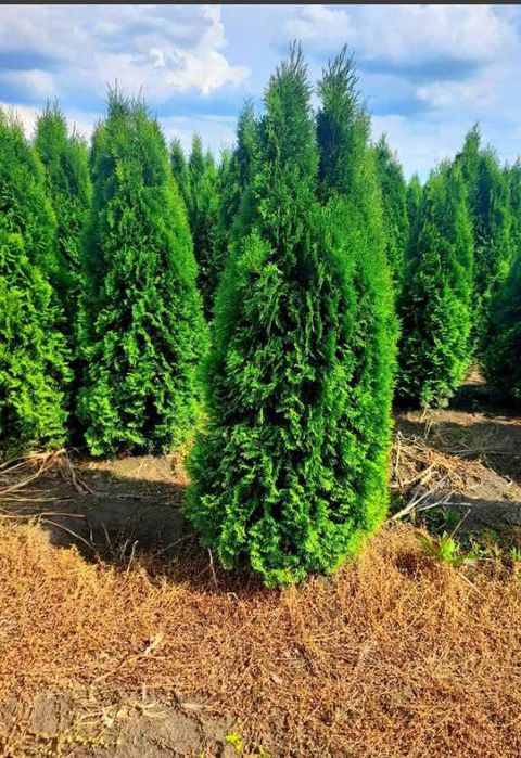 Plante ornamentale deosebite ce încântă privirea