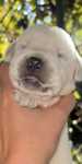 Mascul  labrador retriver