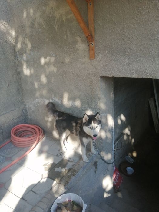 Сибирские хаски,,,