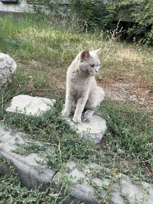 Котик породистый