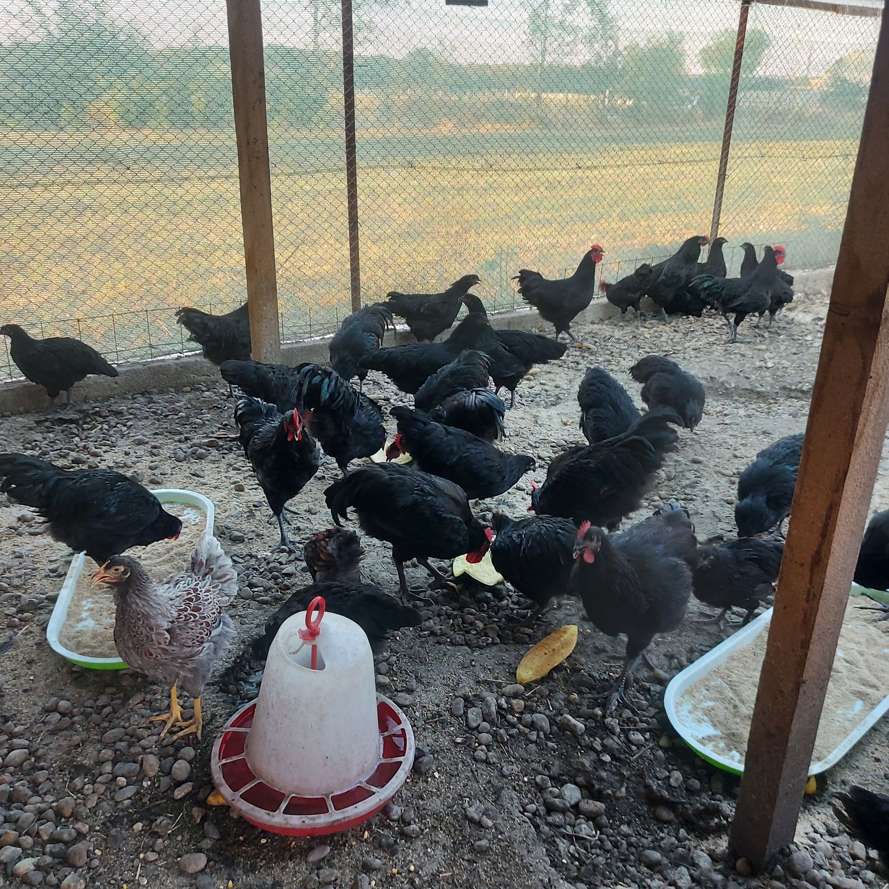 Oua bio (gaini brahma și australorp)