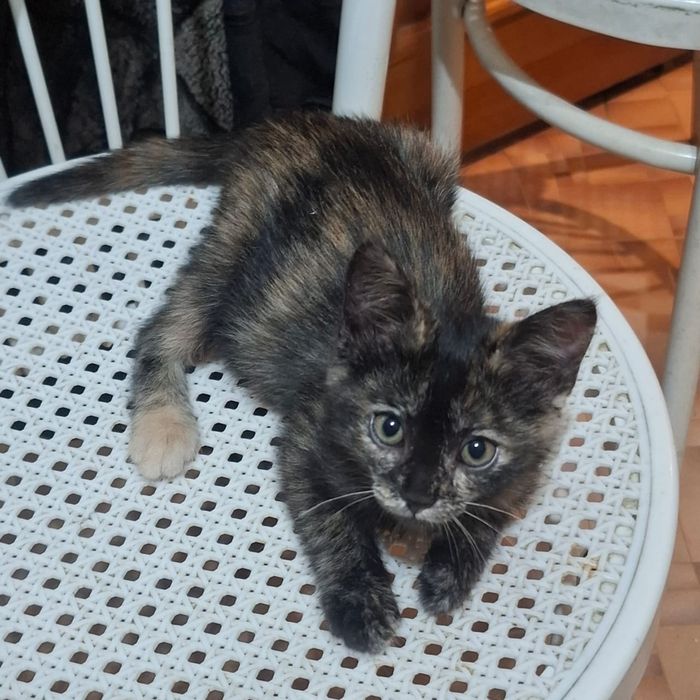 Котенок-деаочка черепачного окраса