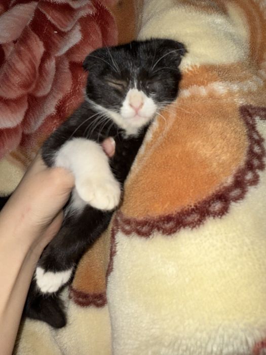 Отдам даром котенка в хорошие руки