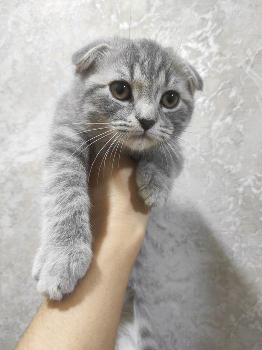 Отдам бесплатно скоттиш страйт