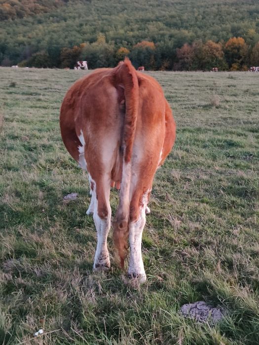 Vand vaca de 3 ani gestanta