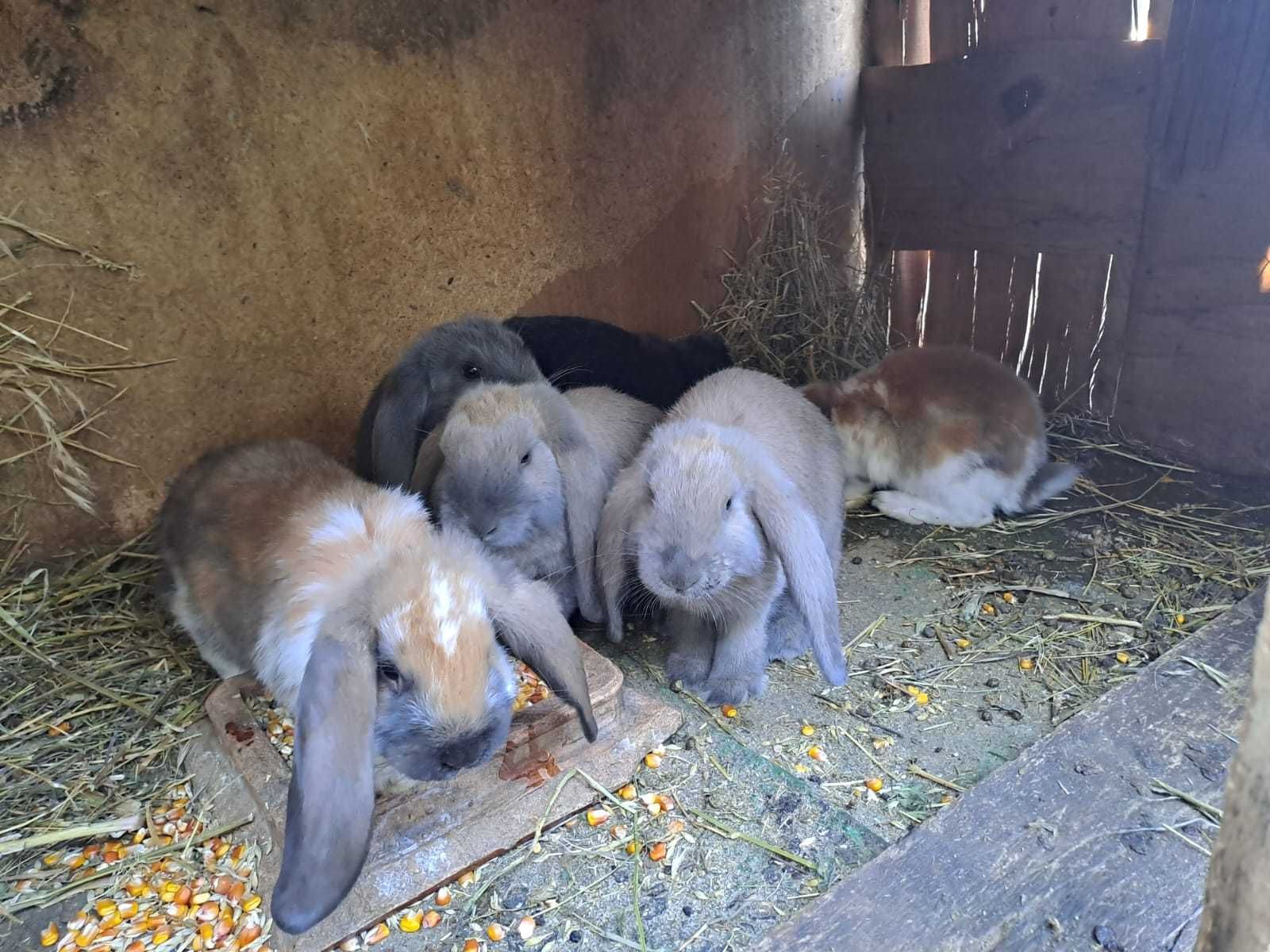 Ferma iepuri Berbec German, preturi de la 60 de lei