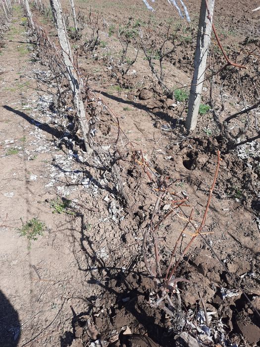 Vând vie tânără Traian