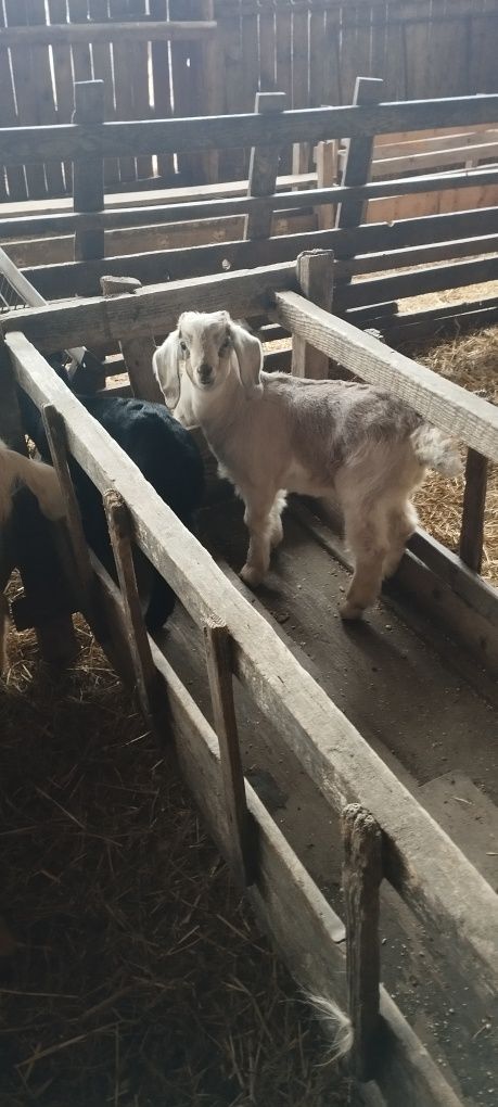 Vând țăpusorul anglo-nubian