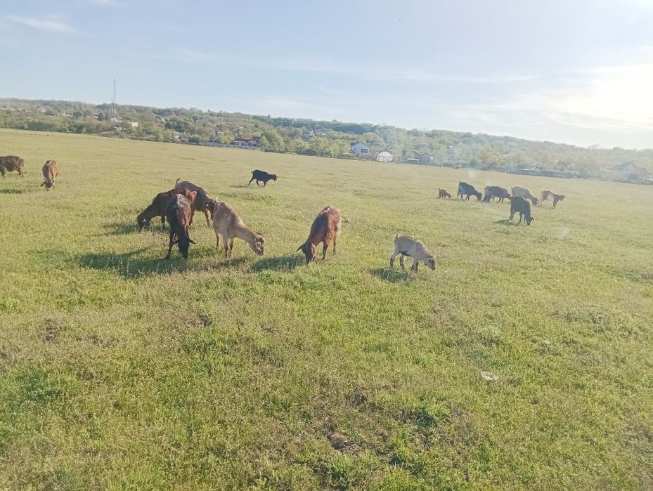 Vind 18 capre,1 țap și restul femele + 3 ieduți.