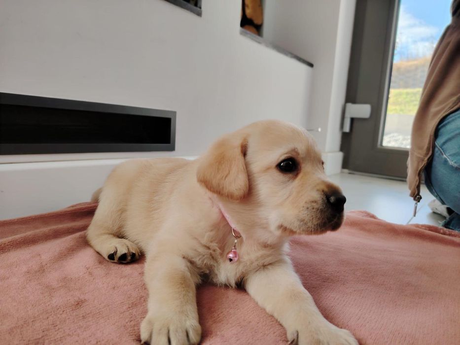 Pui Labrador Retriever cu Pedigree Tip A