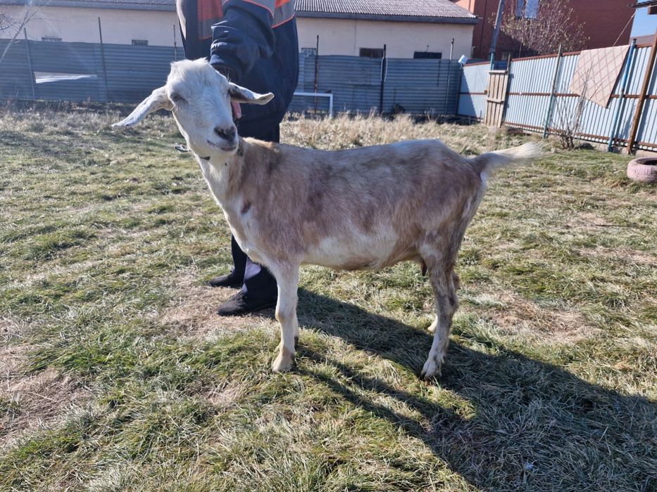 Продам коз Астана