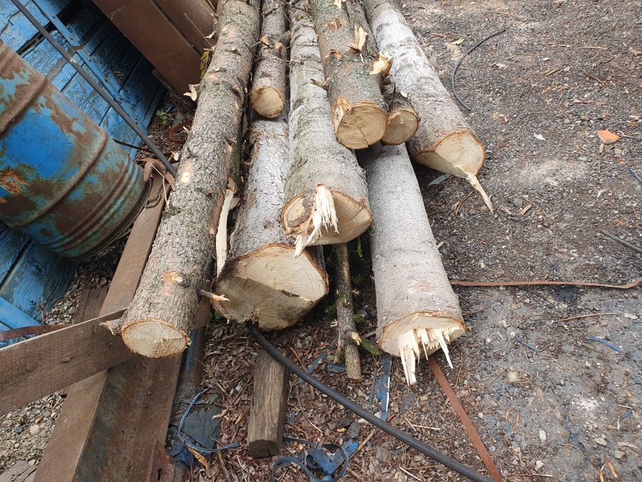 Popi de brad lungi de 6 metri grosime intre 15 si 30 cm.