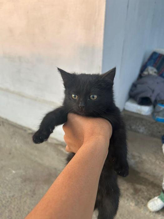 Отдам даром котят