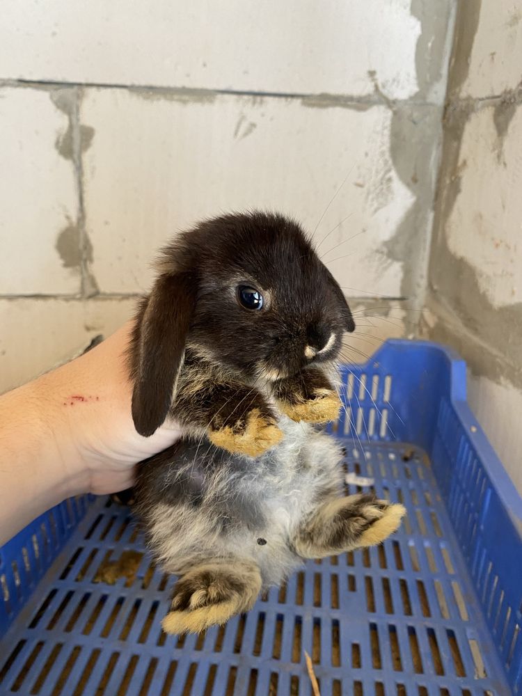 Iepurasi Berbec Pitic (Holland lop)