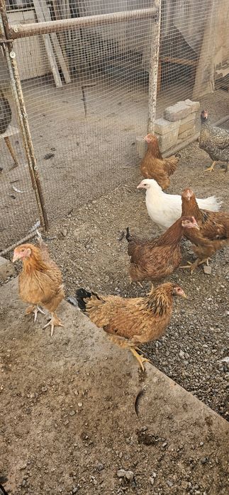 Куры домашние. Птица здоровая, привита.