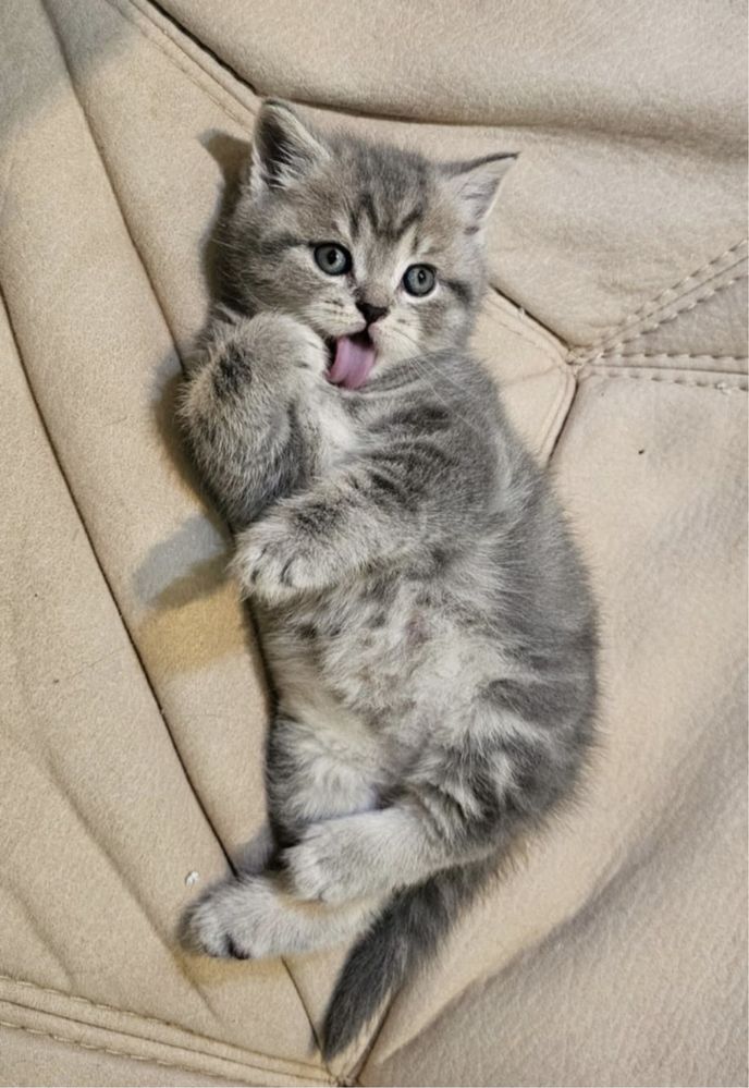 British silver tabby puiuti