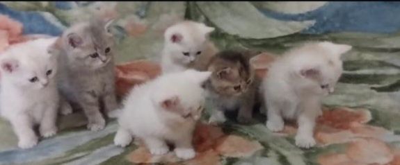 Продаются котята Шиншила чистой породы