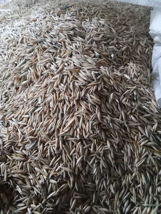 Vând ovăz producție 2025