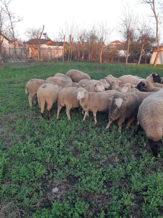 De vanzare oi merinos!