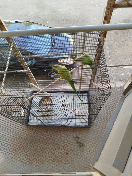 Продаётся папугай аджеррела