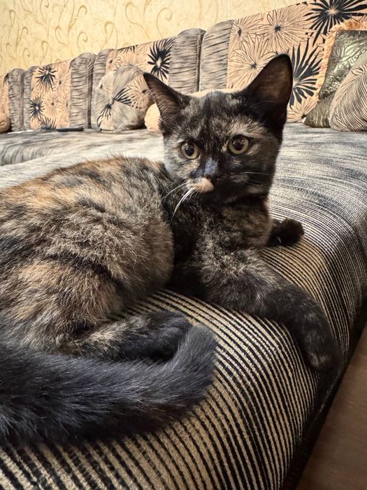 Mushukchaga mehribon uy kerak